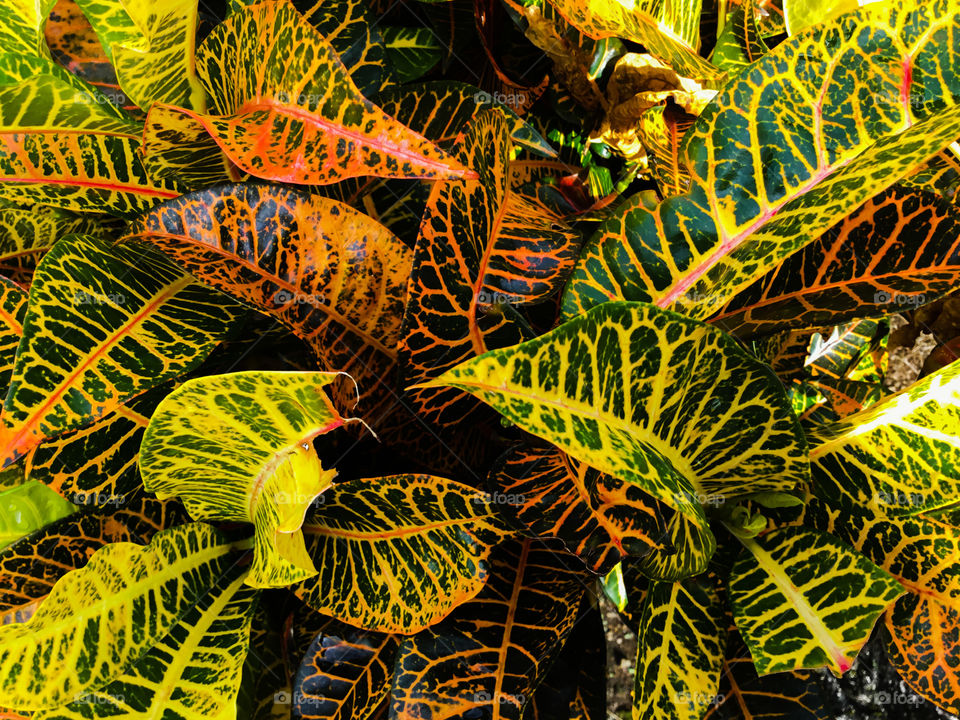 Codiaeum variegatum 'Petra'