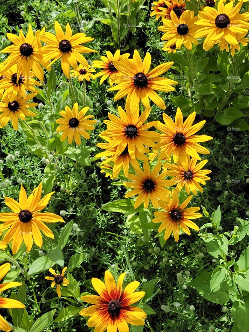 Pretty Yellow Wildflowers Growing in a Bunch