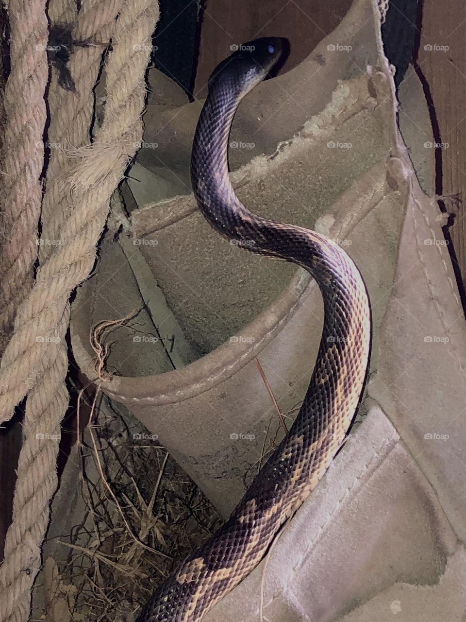 3 foot rat snake in the barn last night!! Yes, it’s crawling over a gardening belt that has a nest in it, but no bird eggs - yet!