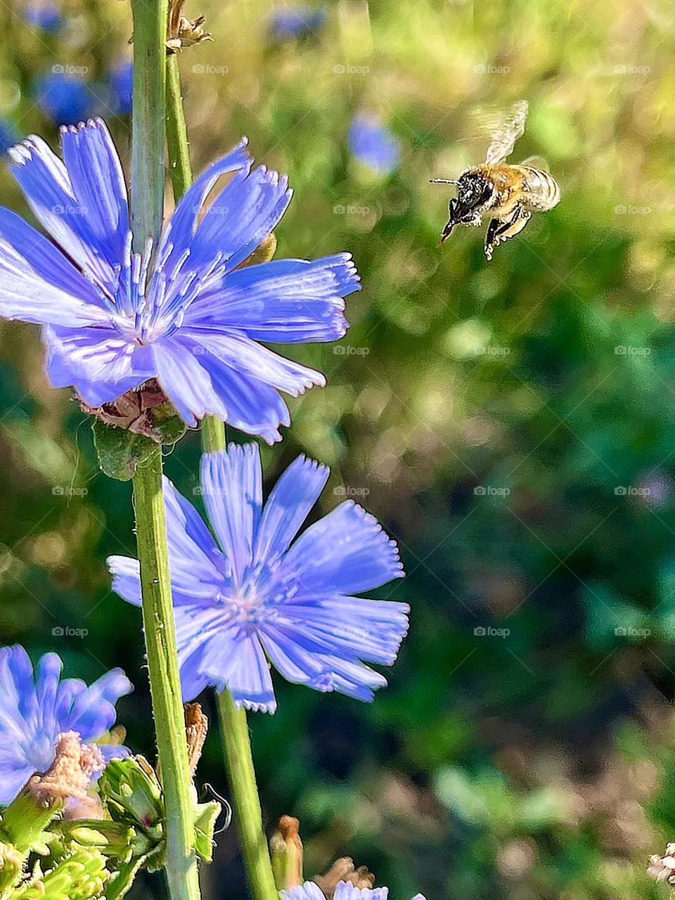 A bee flies to a chicory flower