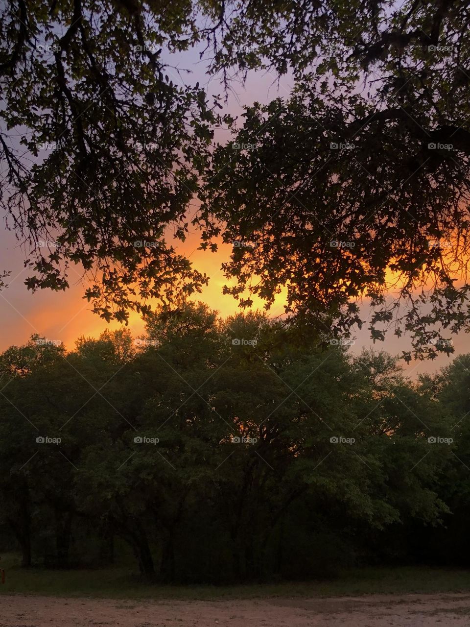 Incredible sunset tonight here at the ranch, the sky was purple, orange and yellow against the shadows of the live oaks!