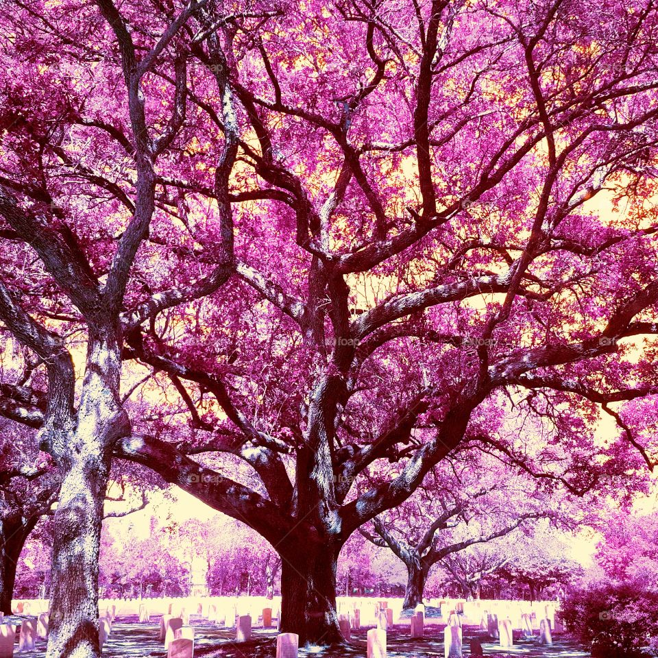 Violet's tree