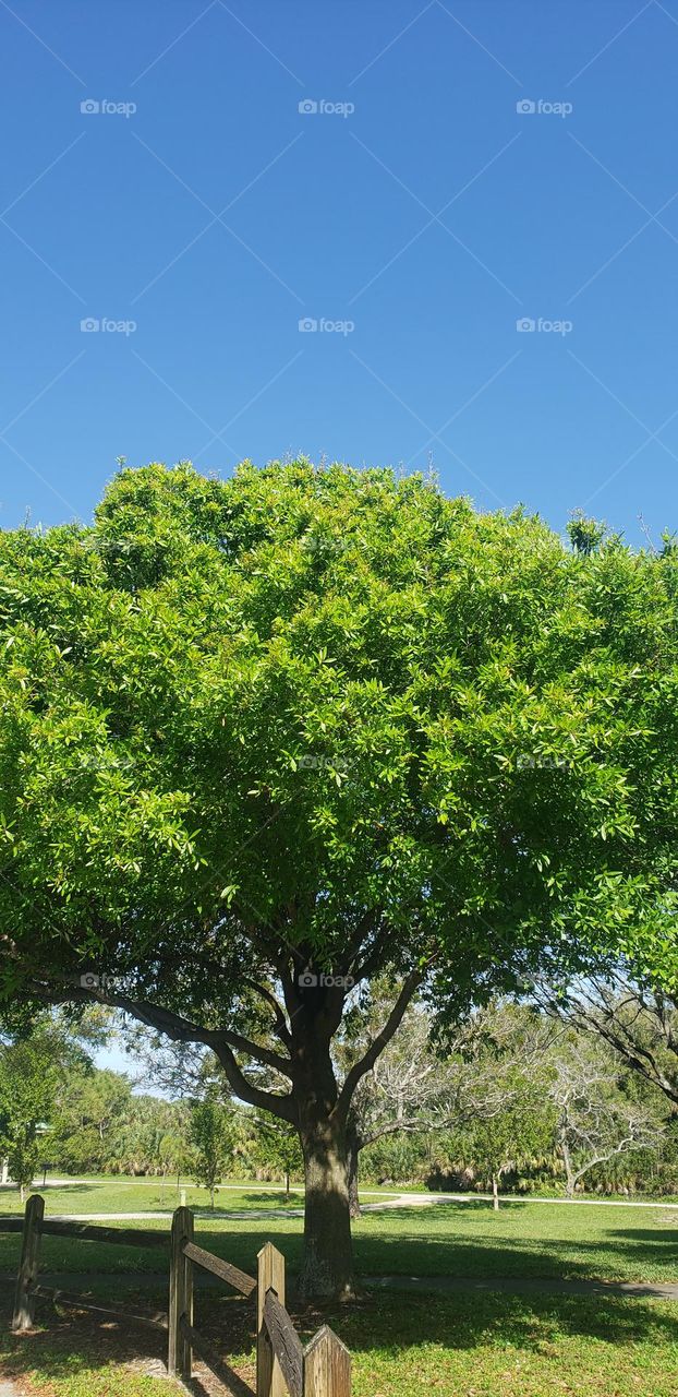 spring is in the making . Beautiful tree and blue sky.