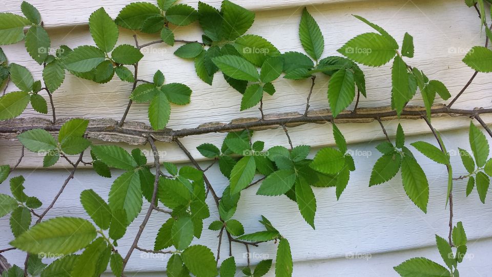 Winged Elm. Growing by my house