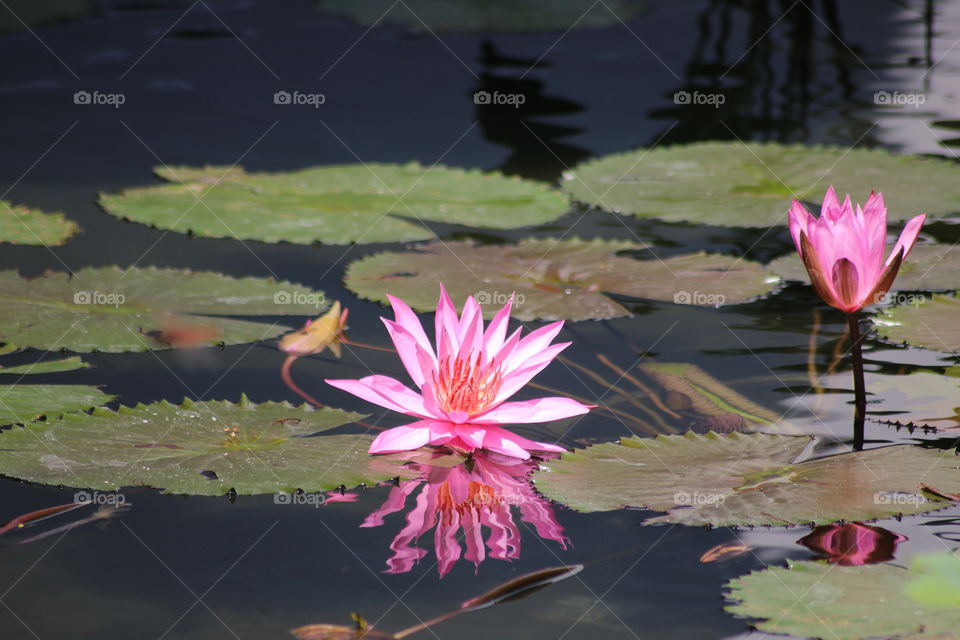 waterlilly