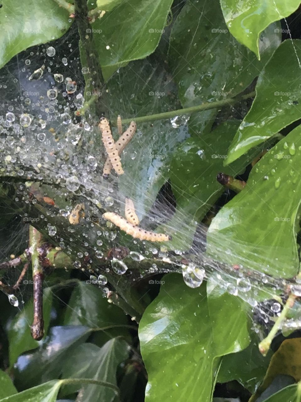Caterpillars after rain