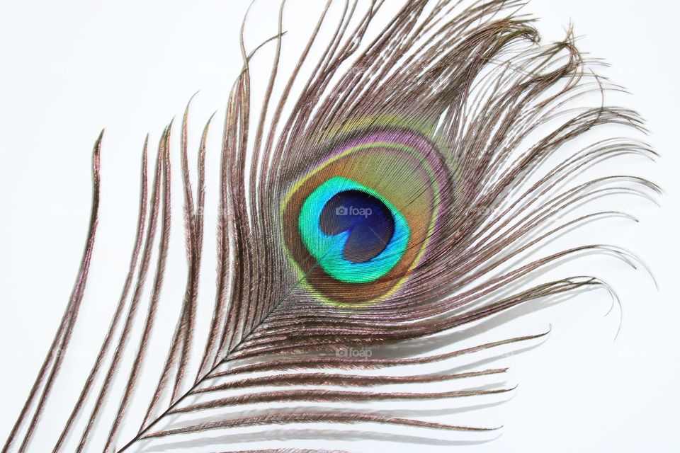 Peacock feather 💚