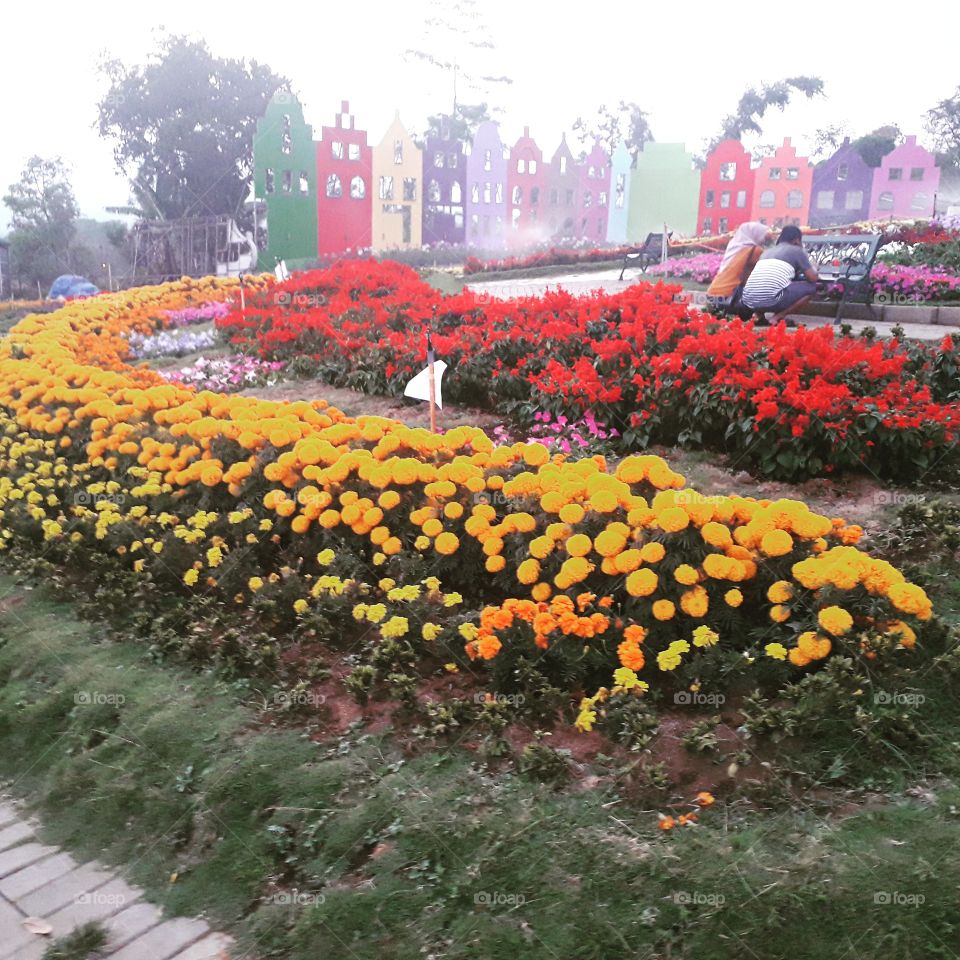The Celosia Flower Garden at Gedongsongo street, Banyukuning, Bandungan, Semarang, Indonesia

Photo was taken on September 28, 2019