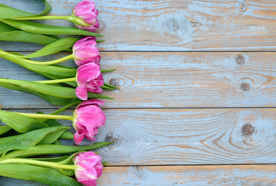 pink tulips on a old wooden empty copy space background