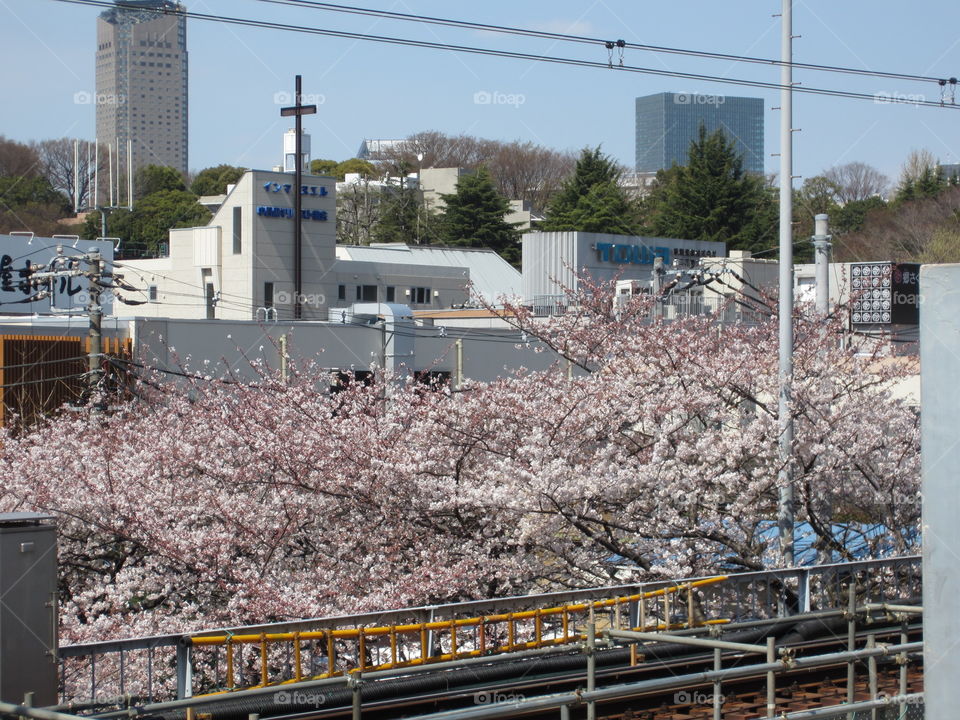 Nakameguro, Tokyo, Japan.  Cherry Blossoms.  Sakura Trees in Springtime. Urban Nature.