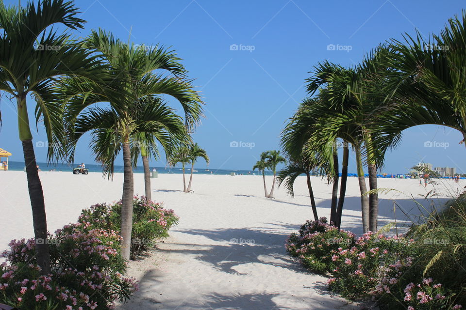Palm trees at beach