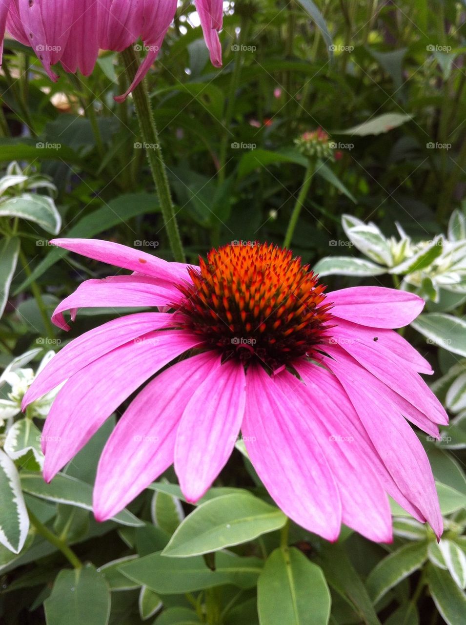 Cone flower
