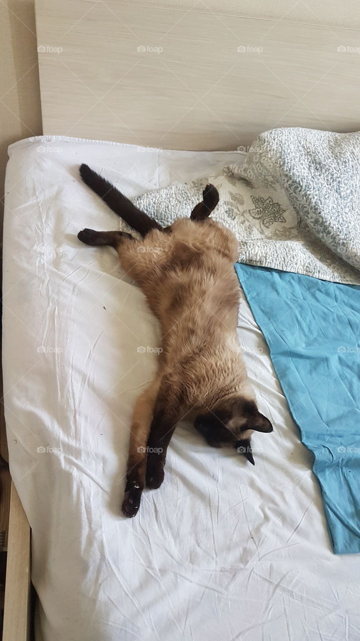 Simpotyaga cat resting!