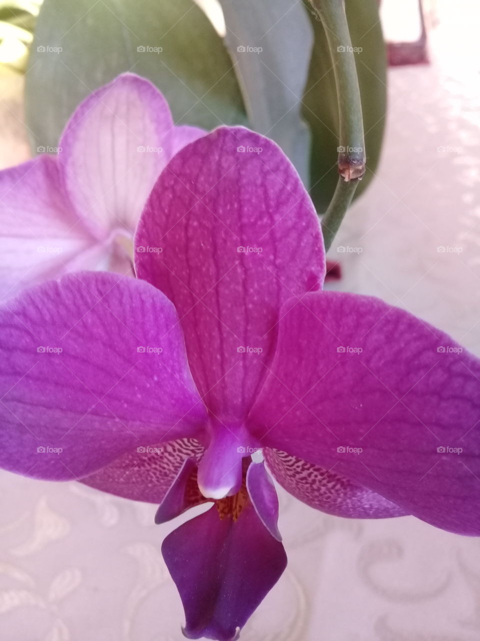 My orchids
