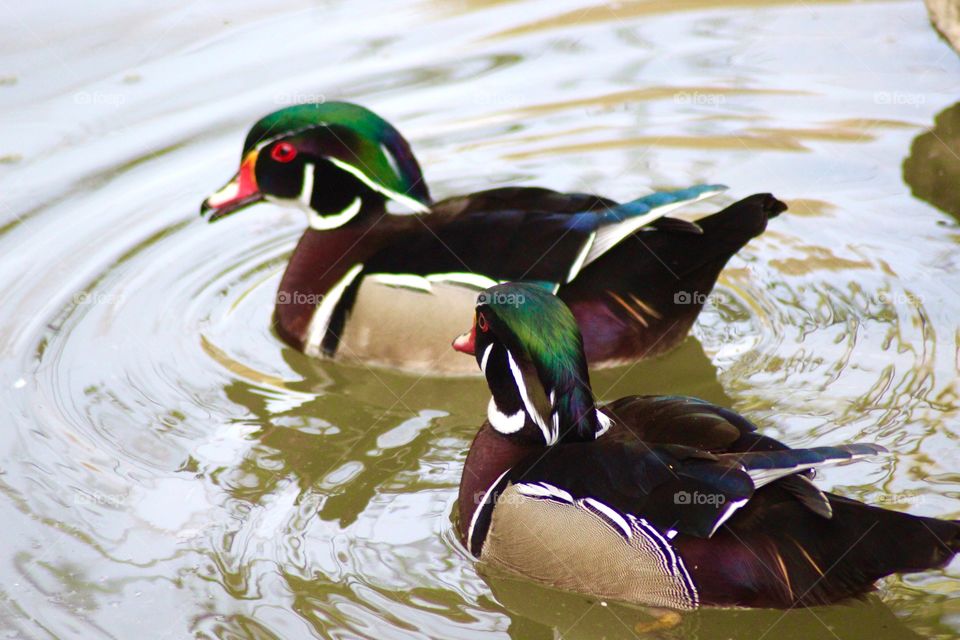 The Wood Duck