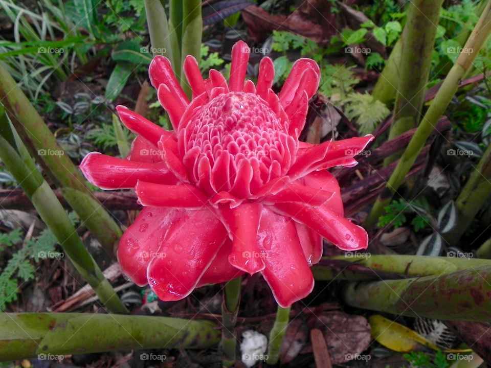 Pink flower with dewdrops 