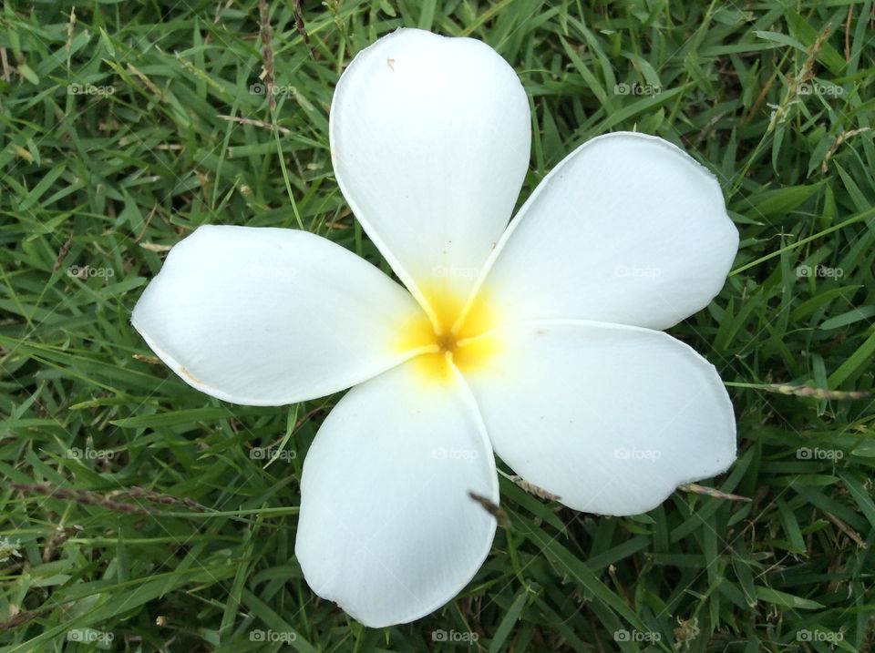 Flower. White flower