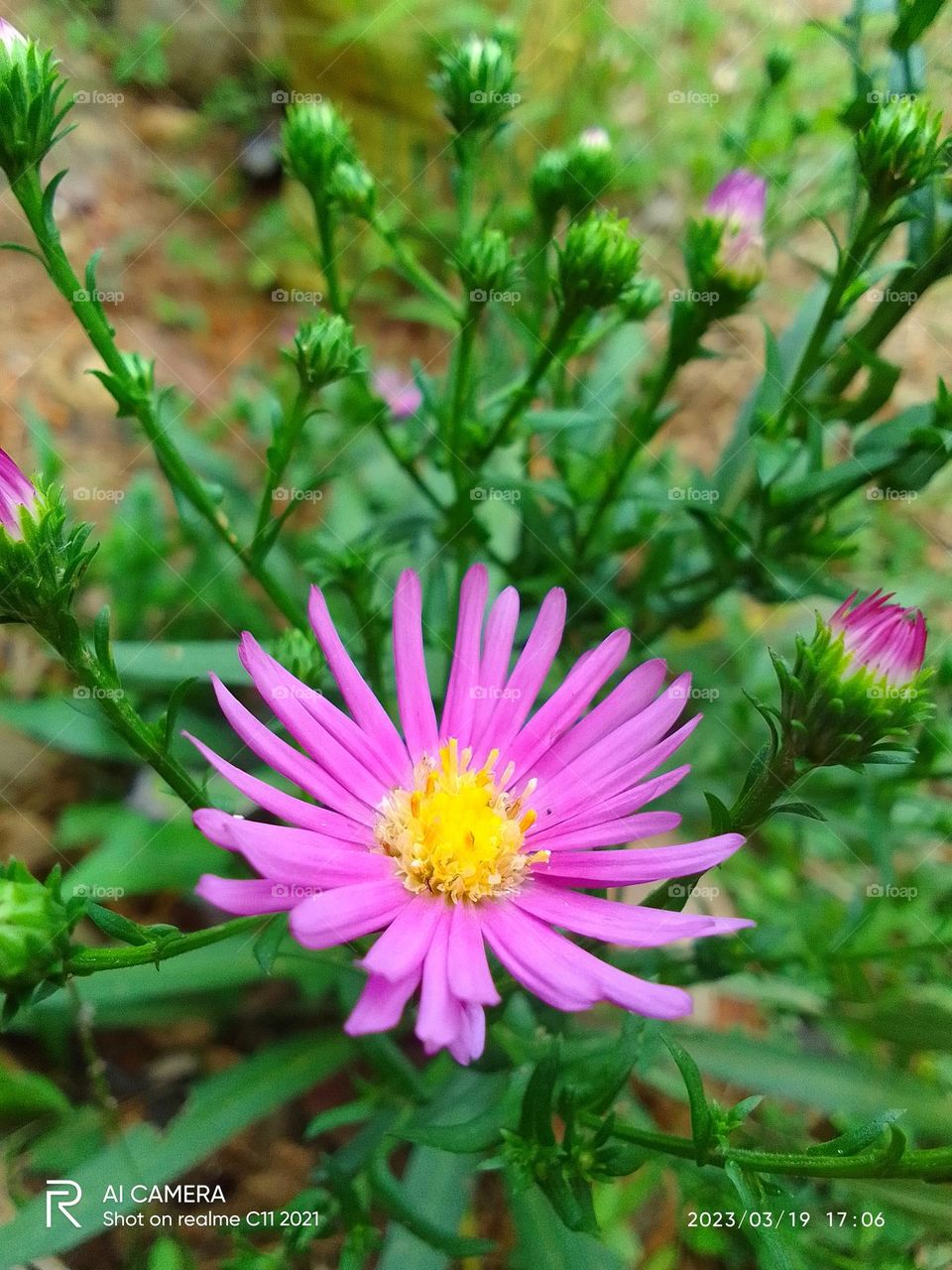 Beautiful flower 🌺 sri lanka