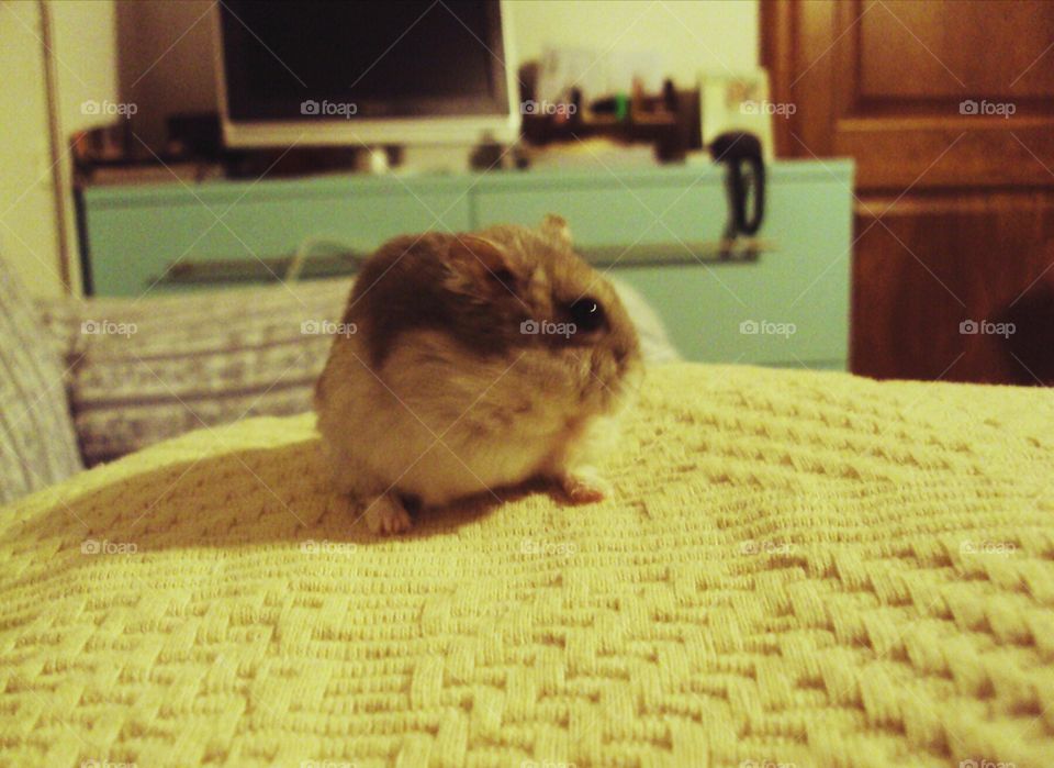 Epsilon playing on the sofa