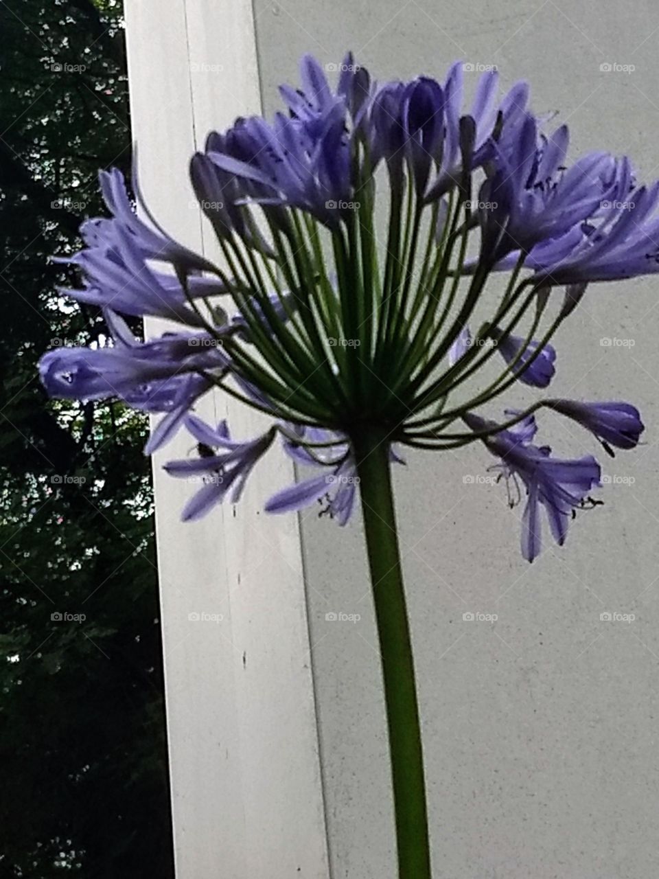agapanthus