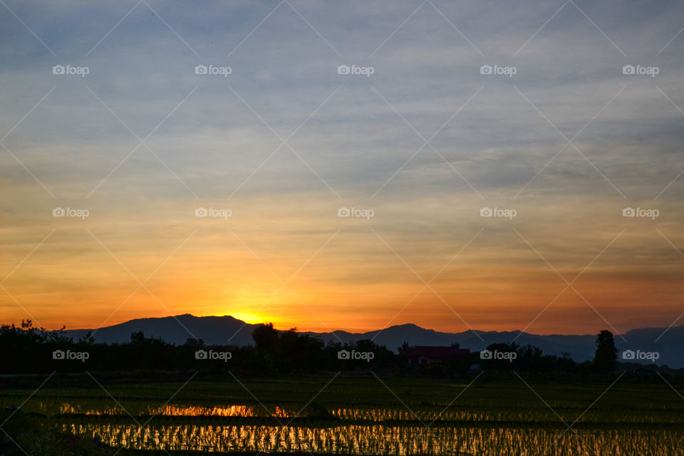 Twilight view of golden light reflection on calm rice field in the country of Lumphun province, Thailand