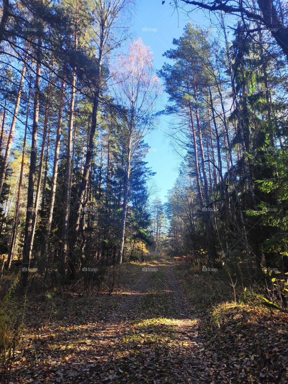 Forest road