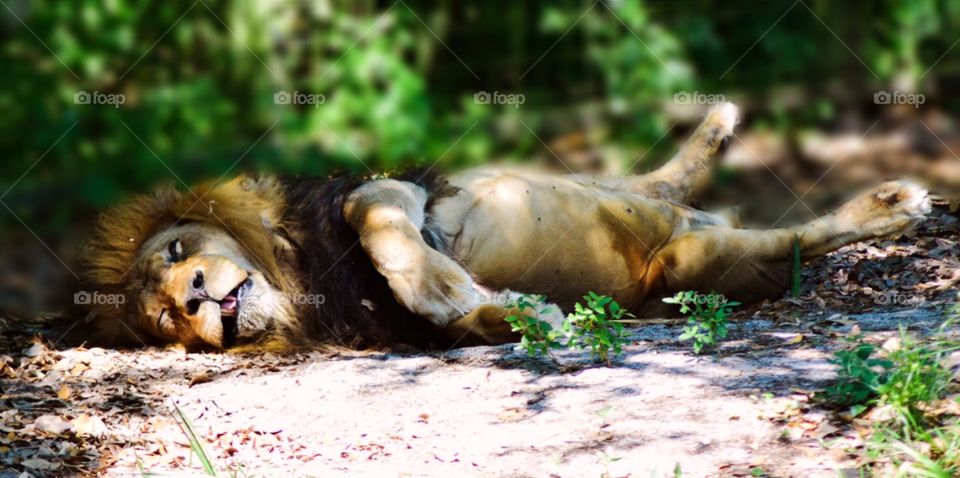 Lion sleeping