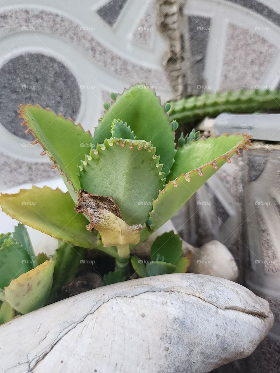 new shoots of leaf of life