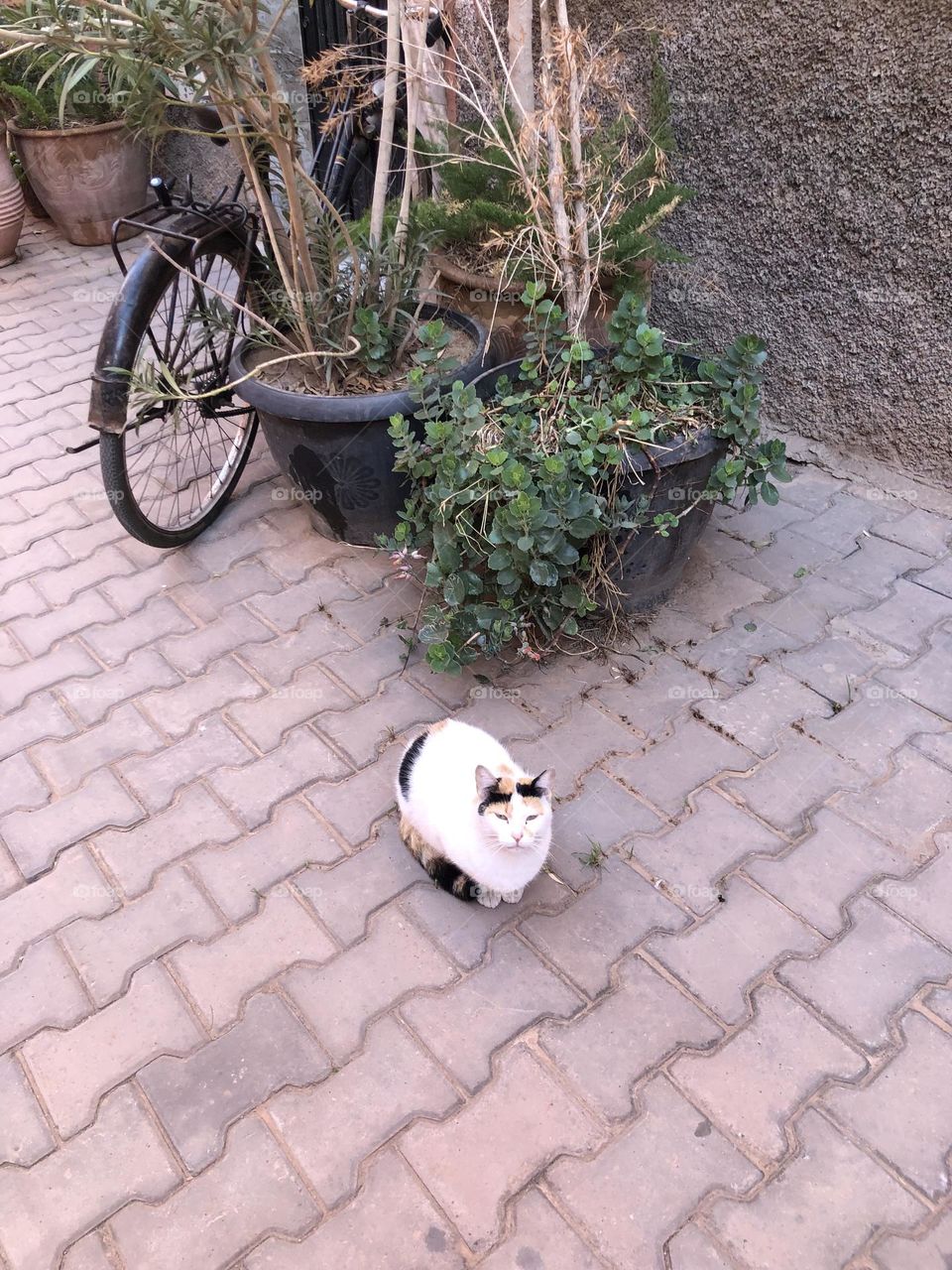 Beautiful cat looking at camera 