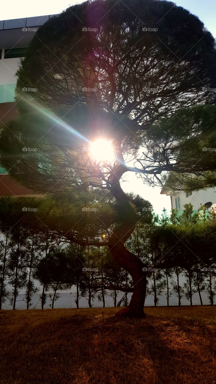 My lil sunshine hiding. #trees #sun #sunshine #clouds