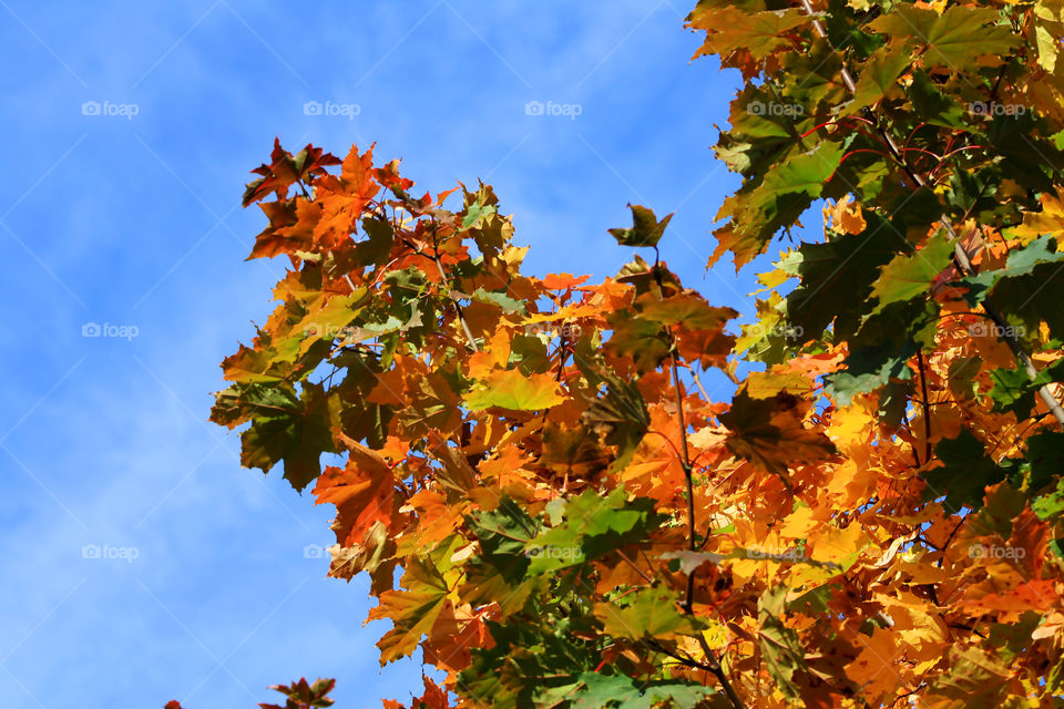 Bright autumn leaves