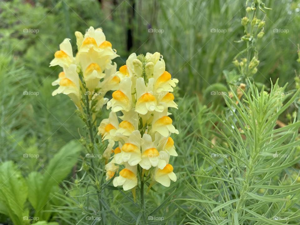 Yellow flower toadflax