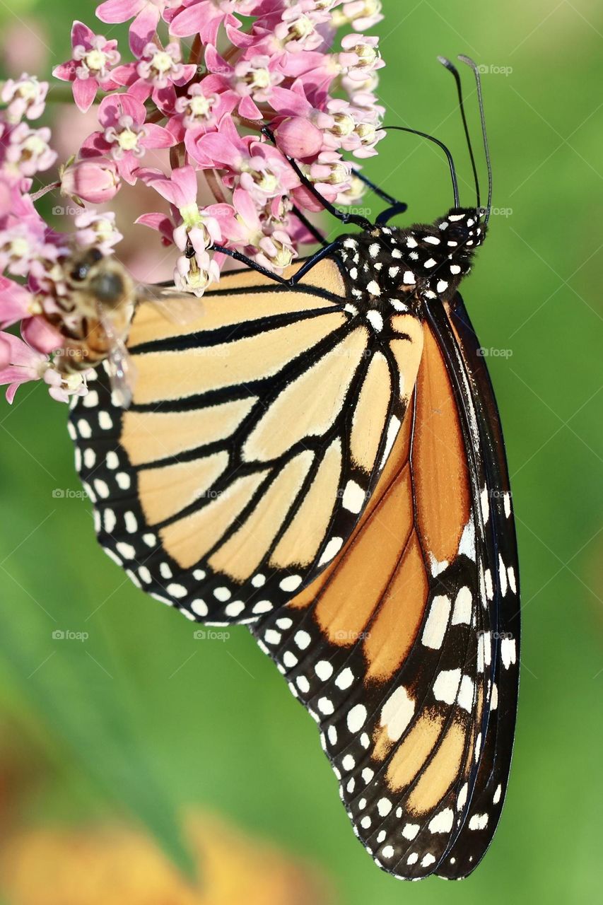 Monarch butterfly on  milkweed plant 