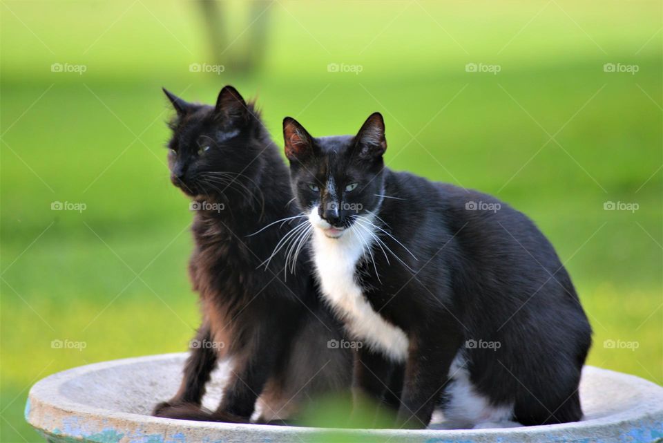 Oreo boy and Fluffy girl always together watching over her with feline fidelity