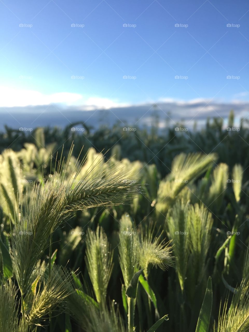 Morning in the field.