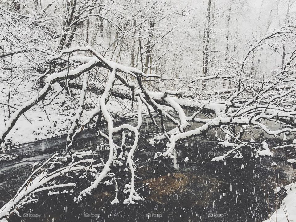 A fallen tree covered in snow