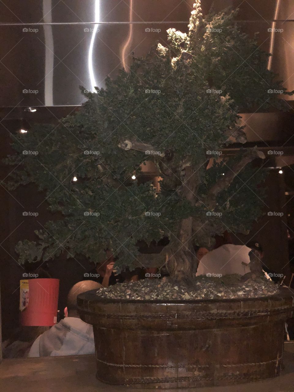 A bonsai tree, green plant.
