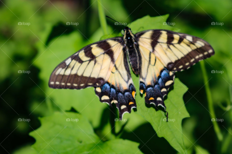 Yellow Tiger Swallowtail Butterfly