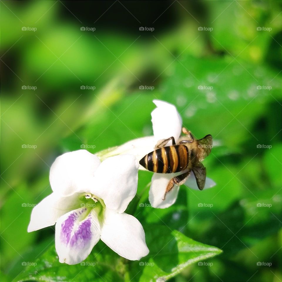 Female bee collecting nectar on Asystasia gangetica
