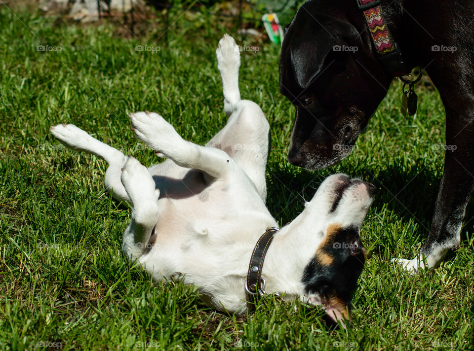 Two cute dog friends Playing in grass together on summer day with little Jack Russell Terrier rolling around and Boxador looking at each other conceptual animal behavior pet photography 