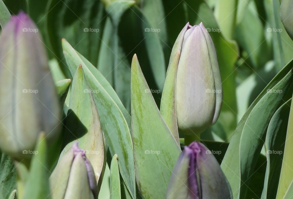 Purple flower buds and green leaves.