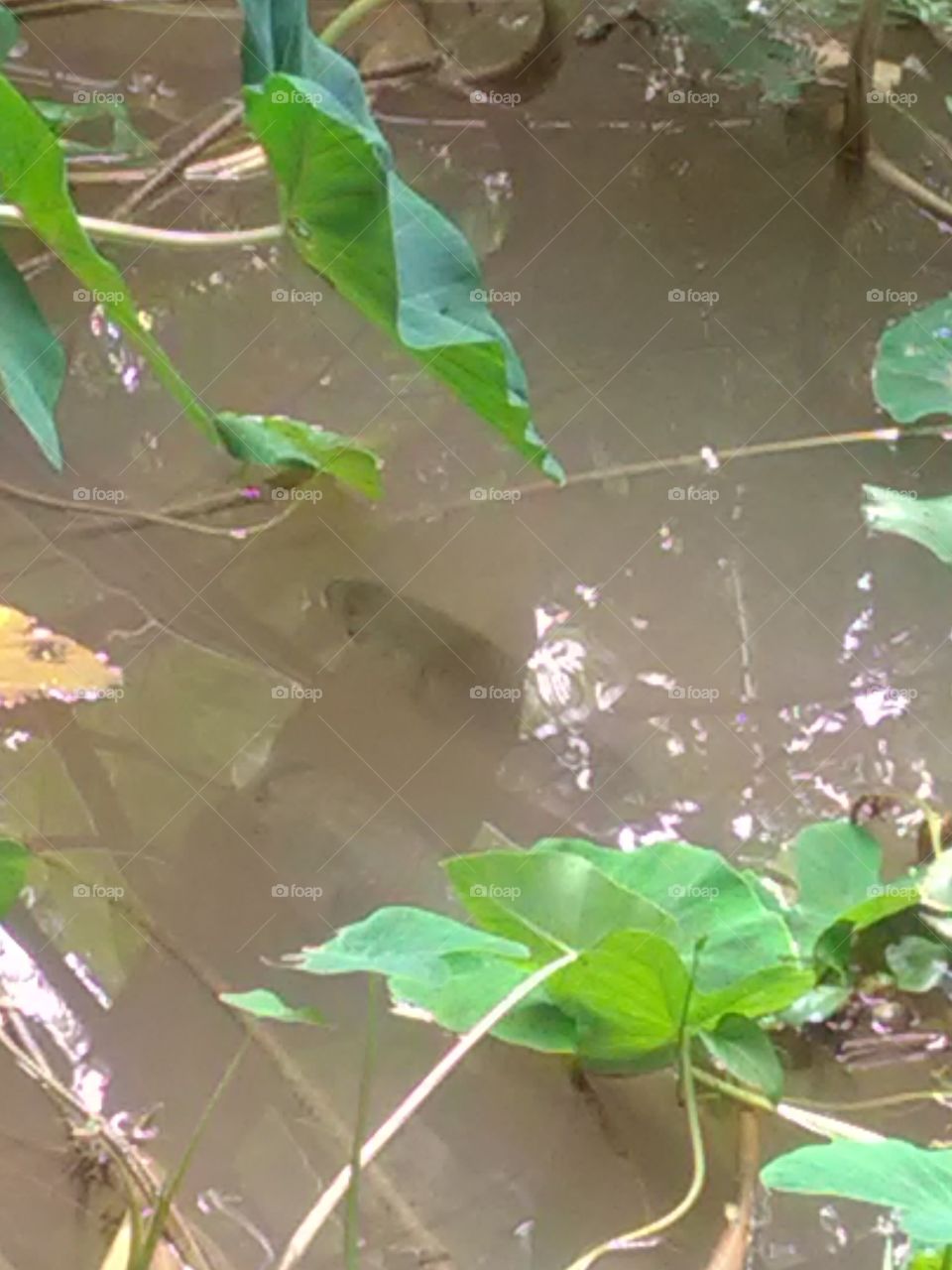 This is a swimming fish on the waters lek.