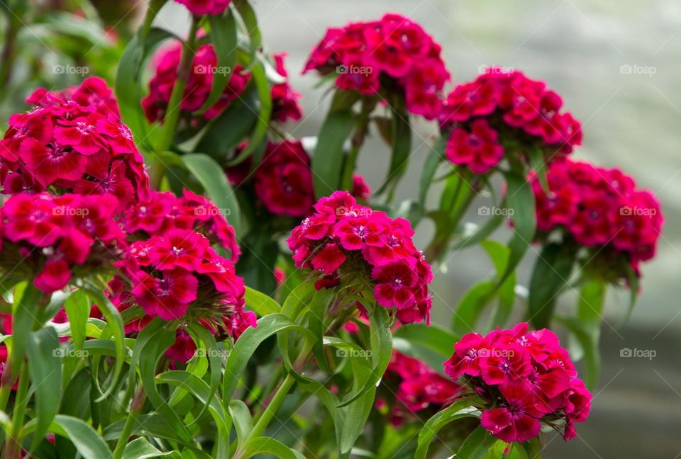 carnation flowers