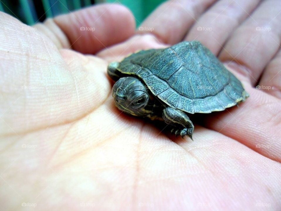 Small green turtle in hand