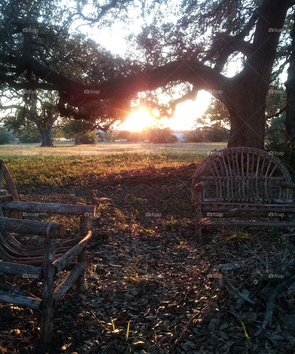 Sunset under the trees in summer 
