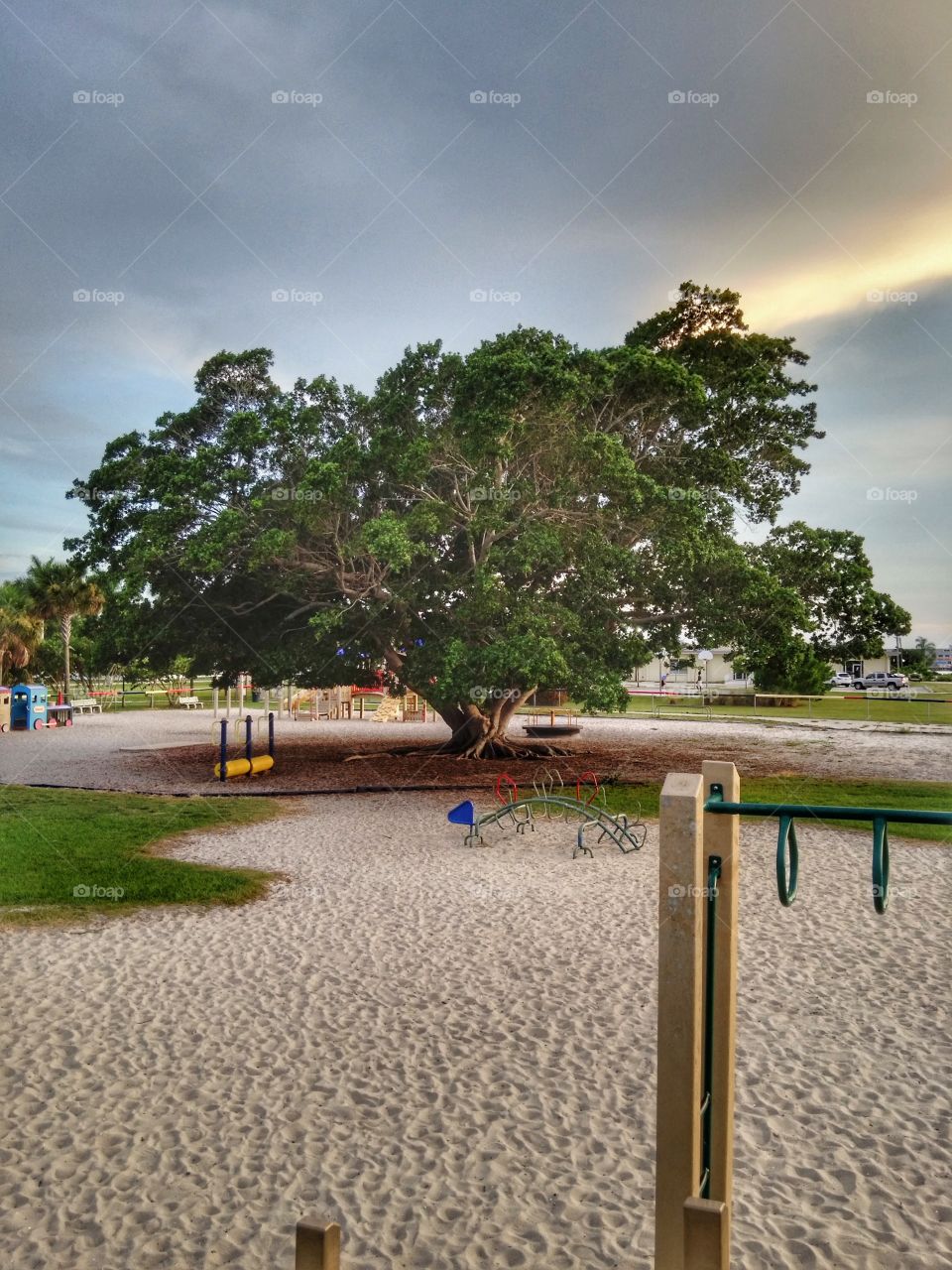 big tree on the playground