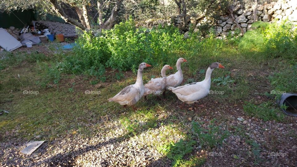 Ducks in Crete