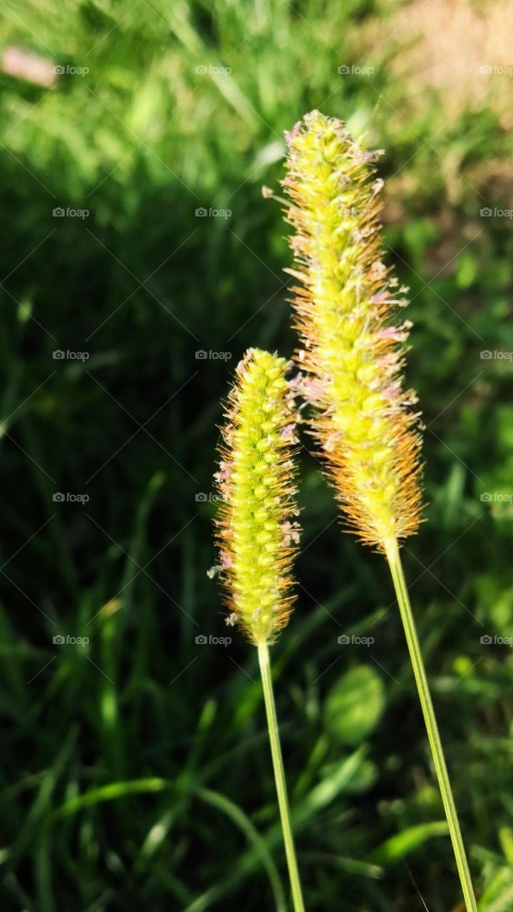 blades of grass