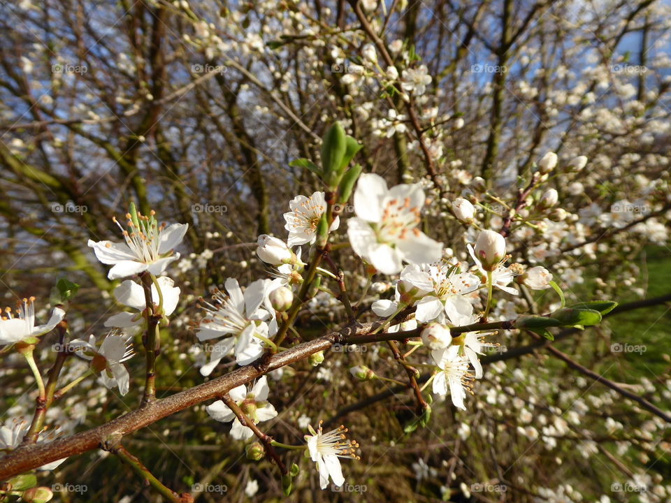 White blossom 