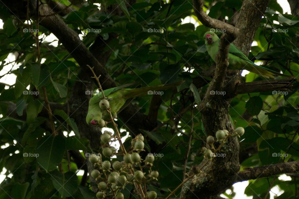 Pecking parrots